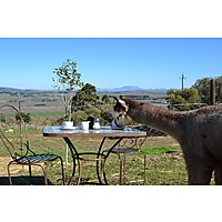 The Alpaca Loom Coffee Shop image